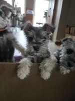 GREEN COLLAR FEMALE AKC, a female Miniature Schnauzer for sale in Duluth, MN – 2 of 4