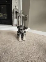 YELLOW COLLAR FEMALE, a female Miniature Schnauzer for sale in Duluth, MN – Photo 4 of 8