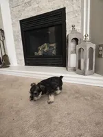 YELLOW COLLAR FEMALE, a female Miniature Schnauzer for sale in Duluth, MN – Photo 2 of 8