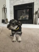YELLOW COLLAR FEMALE, a female Miniature Schnauzer for sale in Duluth, MN – Photo 3 of 8