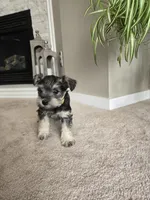 YELLOW COLLAR FEMALE, a female Miniature Schnauzer for sale in Duluth, MN – Photo 1 of 8