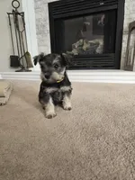 YELLOW COLLAR FEMALE, a female Miniature Schnauzer for sale in Duluth, MN – Photo 8 of 8