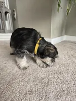 YELLOW COLLAR FEMALE, a female Miniature Schnauzer for sale in Duluth, MN – Photo 6 of 8