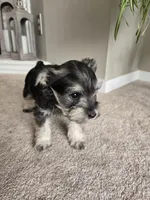 YELLOW COLLAR FEMALE, a female Miniature Schnauzer for sale in Duluth, MN – Photo 5 of 8