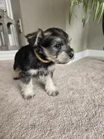 YELLOW COLLAR FEMALE, a female Miniature Schnauzer for sale in Duluth, MN – Photo 7 of 8