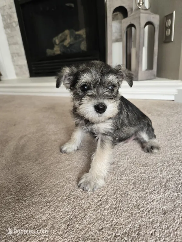 ORANGE COLLAR FEMALE AKC – Miniature Schnauzer puppy for sale in Duluth, MN