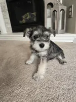 ORANGE COLLAR FEMALE AKC, a female Miniature Schnauzer for sale in Duluth, MN – Photo 1 of 5