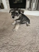 ORANGE COLLAR FEMALE AKC, a female Miniature Schnauzer for sale in Duluth, MN – Photo 4 of 5