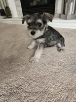 ORANGE COLLAR FEMALE AKC, a female Miniature Schnauzer for sale in Duluth, MN – Photo 3 of 5