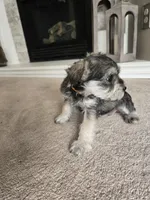 ORANGE COLLAR FEMALE AKC, a female Miniature Schnauzer for sale in Duluth, MN – Photo 2 of 5