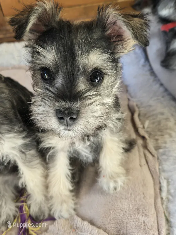 GREEN COLLAR FEMALE AKC – Miniature Schnauzer puppy for sale in Duluth, MN