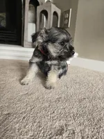 RED COLLAR FEMALE, a female Miniature Schnauzer for sale in Duluth, MN – Photo 2 of 3