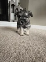 RED COLLAR FEMALE, a female Miniature Schnauzer for sale in Duluth, MN – Photo 3 of 3