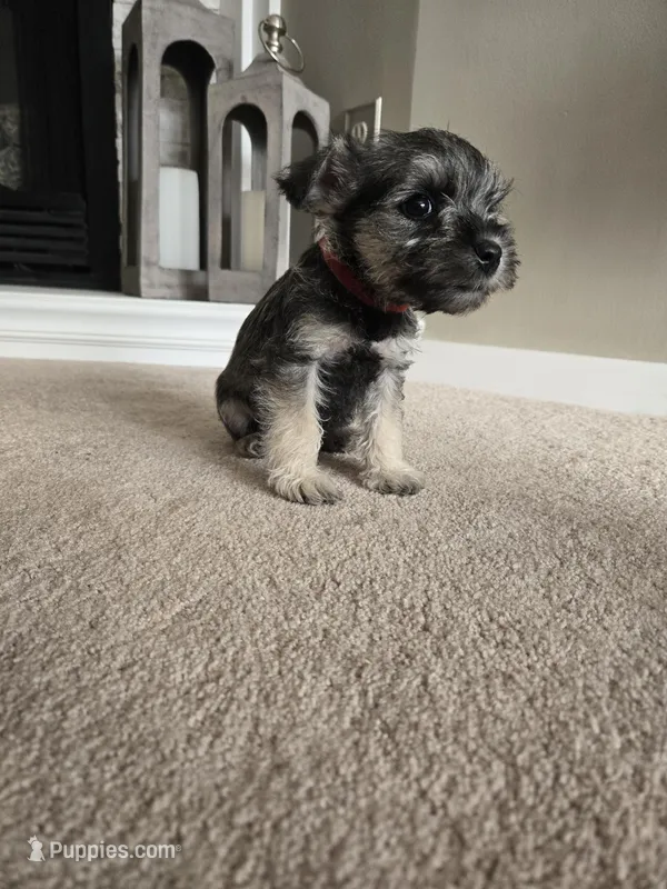 RED COLLAR FEMALE – Miniature Schnauzer puppy for sale in Duluth, MN