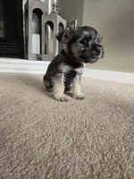 RED COLLAR FEMALE, a female Miniature Schnauzer for sale in Duluth, MN – Photo 1 of 3