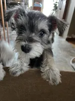GREEN COLLAR FEMALE AKC, a female Miniature Schnauzer for sale in Duluth, MN – 3 of 4