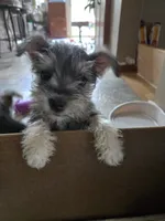 GREEN COLLAR FEMALE AKC, a female Miniature Schnauzer for sale in Duluth, MN – 4 of 4