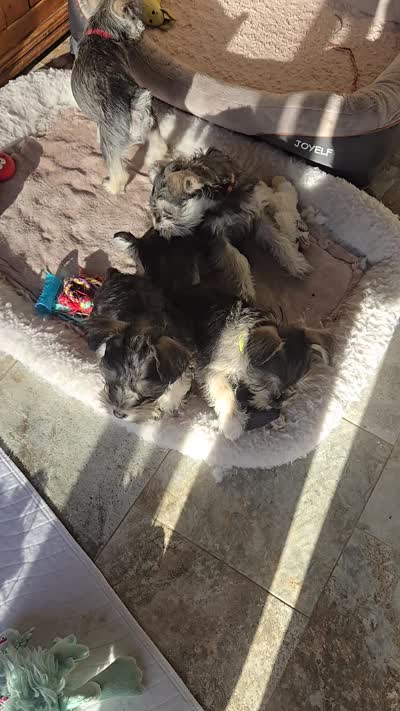 YELLOW COLLAR FEMALE AKC, a female Miniature Schnauzer for sale in Duluth, MN – 10 of 10