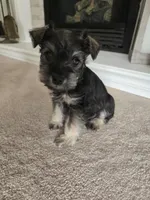 BLACK COLLARED MALE AKC, a male Miniature Schnauzer for sale in Duluth, MN – Photo 4 of 5