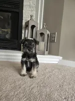BLACK COLLARED MALE AKC, a male Miniature Schnauzer for sale in Duluth, MN – Photo 2 of 5