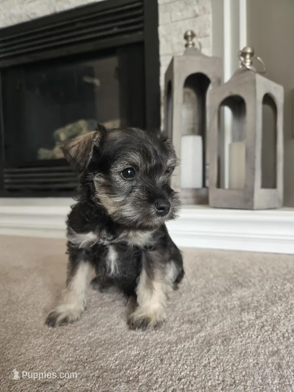 BLACK COLLARED MALE AKC – Miniature Schnauzer puppy for sale in Duluth, MN