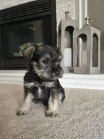 BLACK COLLARED MALE AKC, a male Miniature Schnauzer for sale in Duluth, MN – Photo 1 of 5