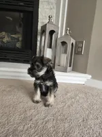 BLACK COLLARED MALE AKC, a male Miniature Schnauzer for sale in Duluth, MN – Photo 3 of 5