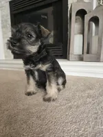 BLACK COLLARED MALE AKC, a male Miniature Schnauzer for sale in Duluth, MN – Photo 5 of 5