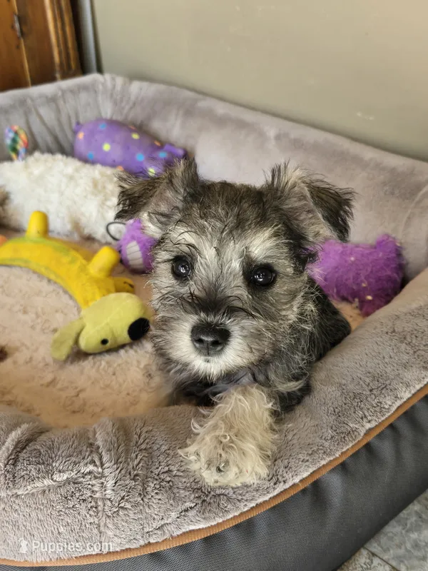 RED COLLAR FEMALE AKC – Miniature Schnauzer puppy for sale in Duluth, MN