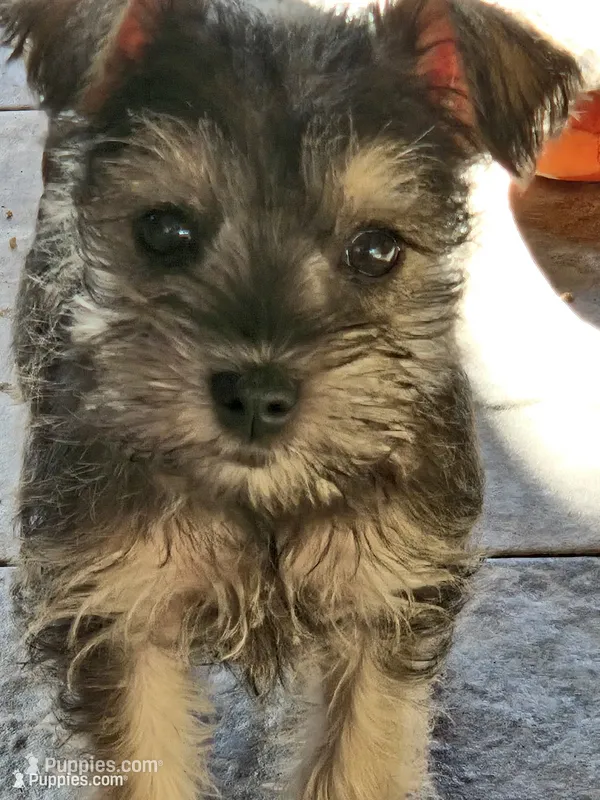 RED COLLAR FEMALE AKC – Miniature Schnauzer puppy for sale in Duluth, MN