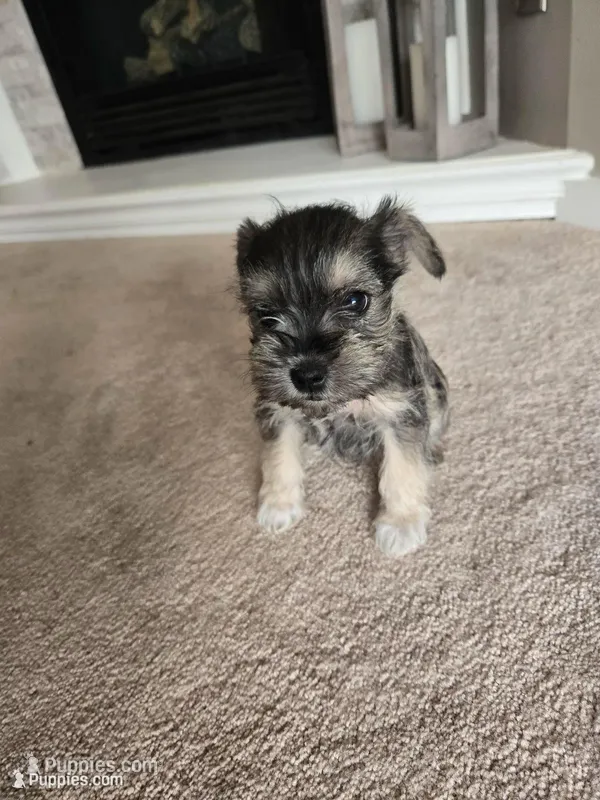 GREEN COLLAR FEMALE AKC – Miniature Schnauzer puppy for sale in Duluth, MN