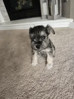 GREEN COLLAR FEMALE AKC, a female Miniature Schnauzer for sale in Duluth, MN – Photo 2 of 6