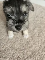 GREEN COLLAR FEMALE AKC, a female Miniature Schnauzer for sale in Duluth, MN – Photo 4 of 6