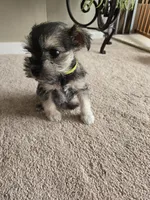 GREEN COLLAR FEMALE AKC, a female Miniature Schnauzer for sale in Duluth, MN – Photo 1 of 6