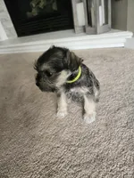 GREEN COLLAR FEMALE AKC, a female Miniature Schnauzer for sale in Duluth, MN – Photo 3 of 6