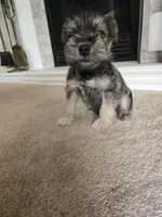 GREEN COLLAR FEMALE AKC, a female Miniature Schnauzer for sale in Duluth, MN – Photo 5 of 6