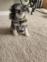 GREEN COLLAR FEMALE AKC, a female Miniature Schnauzer for sale in Duluth, MN – Photo 6 of 6