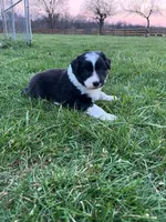 Rifle , a male Border Collie for sale in Fairplay, MD – Photo 1 of 3