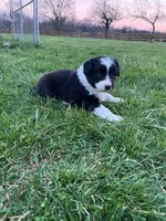 Rifle , a male Border Collie for sale in Fairplay, MD – Photo 2 of 3