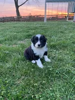 Rifle , a male Border Collie for sale in Fairplay, MD – Photo 3 of 3