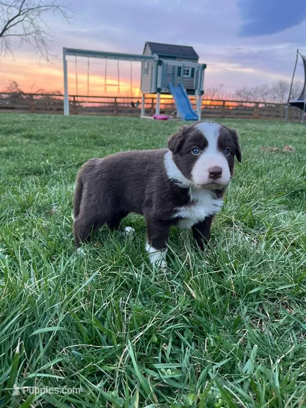 Jimmy – Border Collie puppy for sale in Fairplay, MD