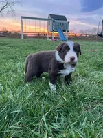 Jimmy, a male Border Collie for sale in Fairplay, MD – Photo 1 of 2