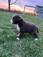 Jimmy, a male Border Collie for sale in Fairplay, MD – Photo 2 of 2