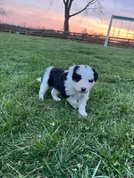 Selena , a female Border Collie for sale in Fairplay, MD – Photo 2 of 3