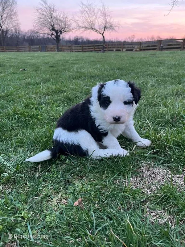 Selena  – Border Collie puppy for sale in Fairplay, MD