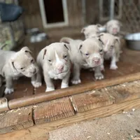 Angel, a female Staffordshire Bull Terrier for sale in Atlanta, GA – Photo 3 of 9