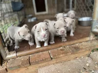 Angel, a female Staffordshire Bull Terrier for sale in Atlanta, GA – Photo 3 of 9