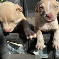 Angel, a female Staffordshire Bull Terrier for sale in Atlanta, GA – Photo 4 of 9