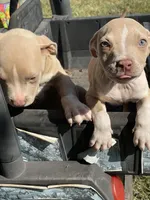 Angel, a female Staffordshire Bull Terrier for sale in Atlanta, GA – Photo 4 of 9