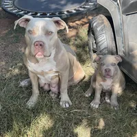 Angel, a female Staffordshire Bull Terrier for sale in Atlanta, GA – Photo 6 of 9